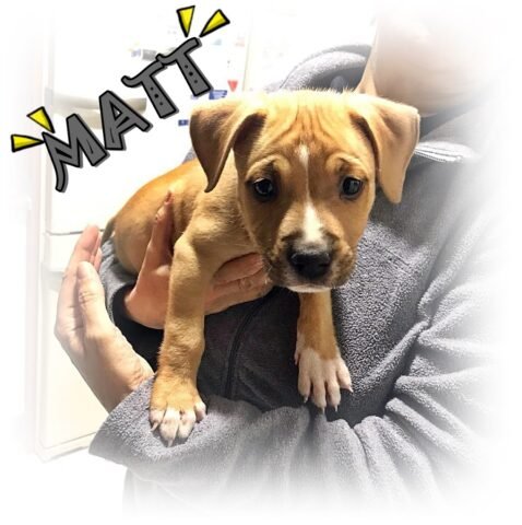 Nuevavida Adopciones